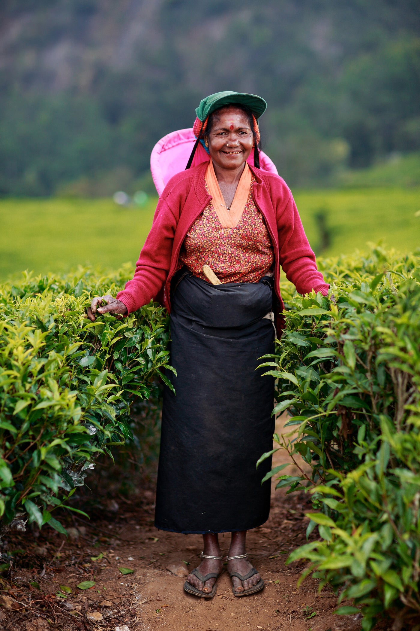 Plantation de thé — 5000 ans d'histoire dans votre tasse